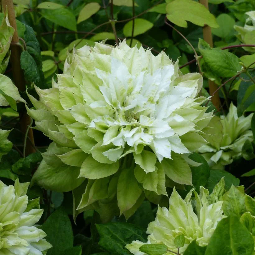 Clematis Sen-no-Kaze