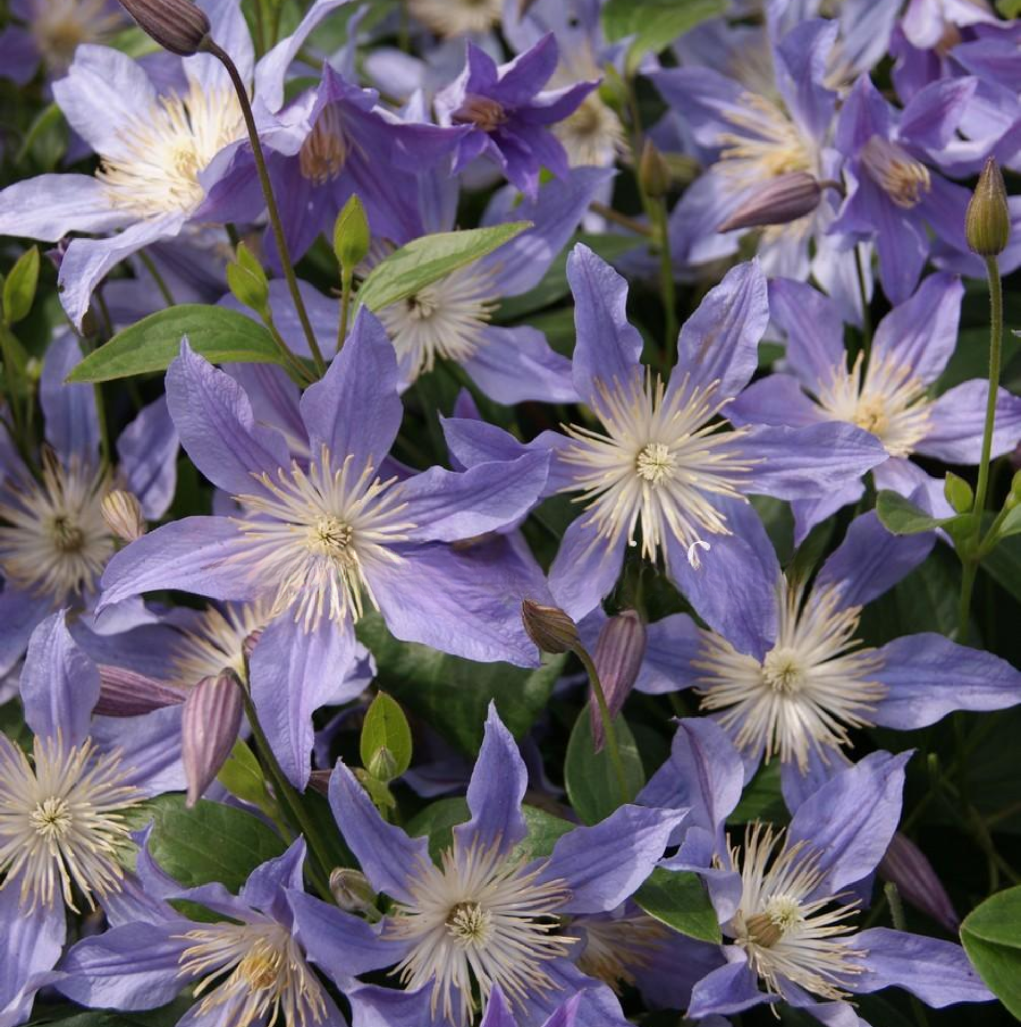 Clematis Blue River