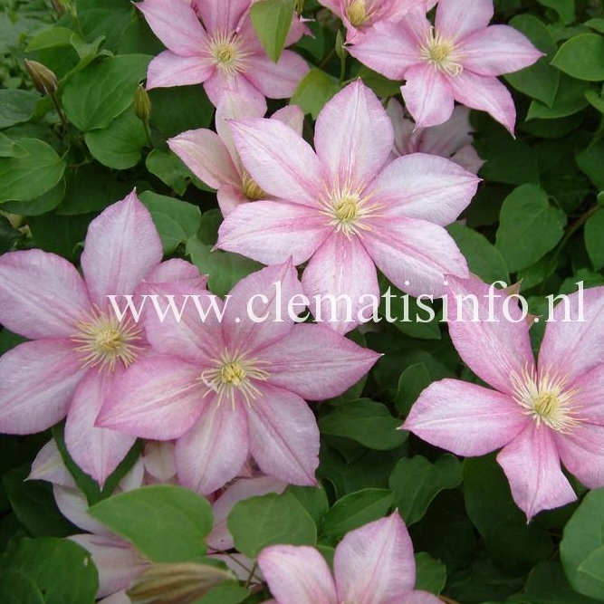 Clematis Caroline
