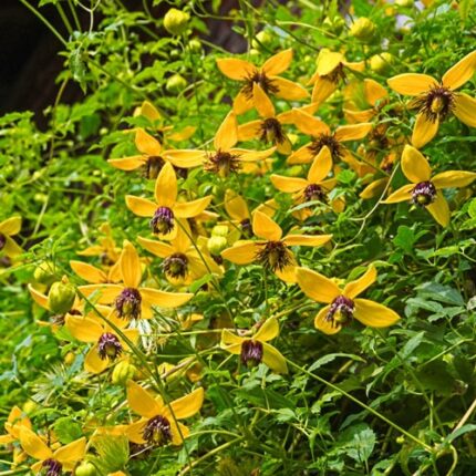 Clematis Golden Tiara