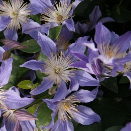 Clematis Blue River