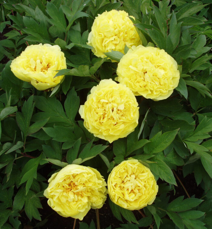Bujor Yellow Crown (Itoh)