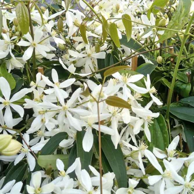 Clematis Armandii Snowdrift (Evergreen) - 2 | YEO