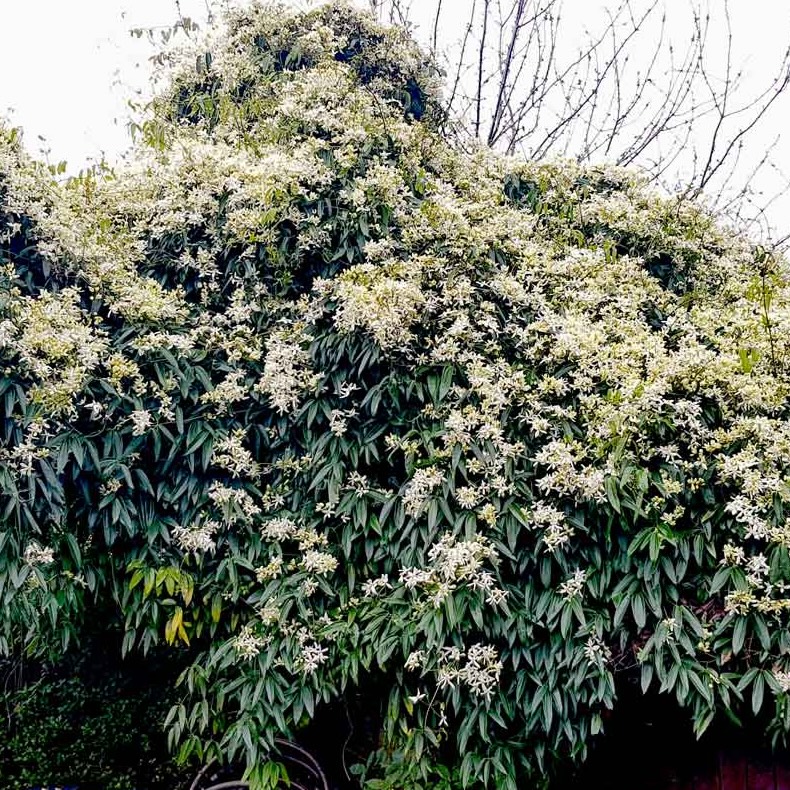Clematis Armandii Snowdrift (Evergreen) - 1 | YEO