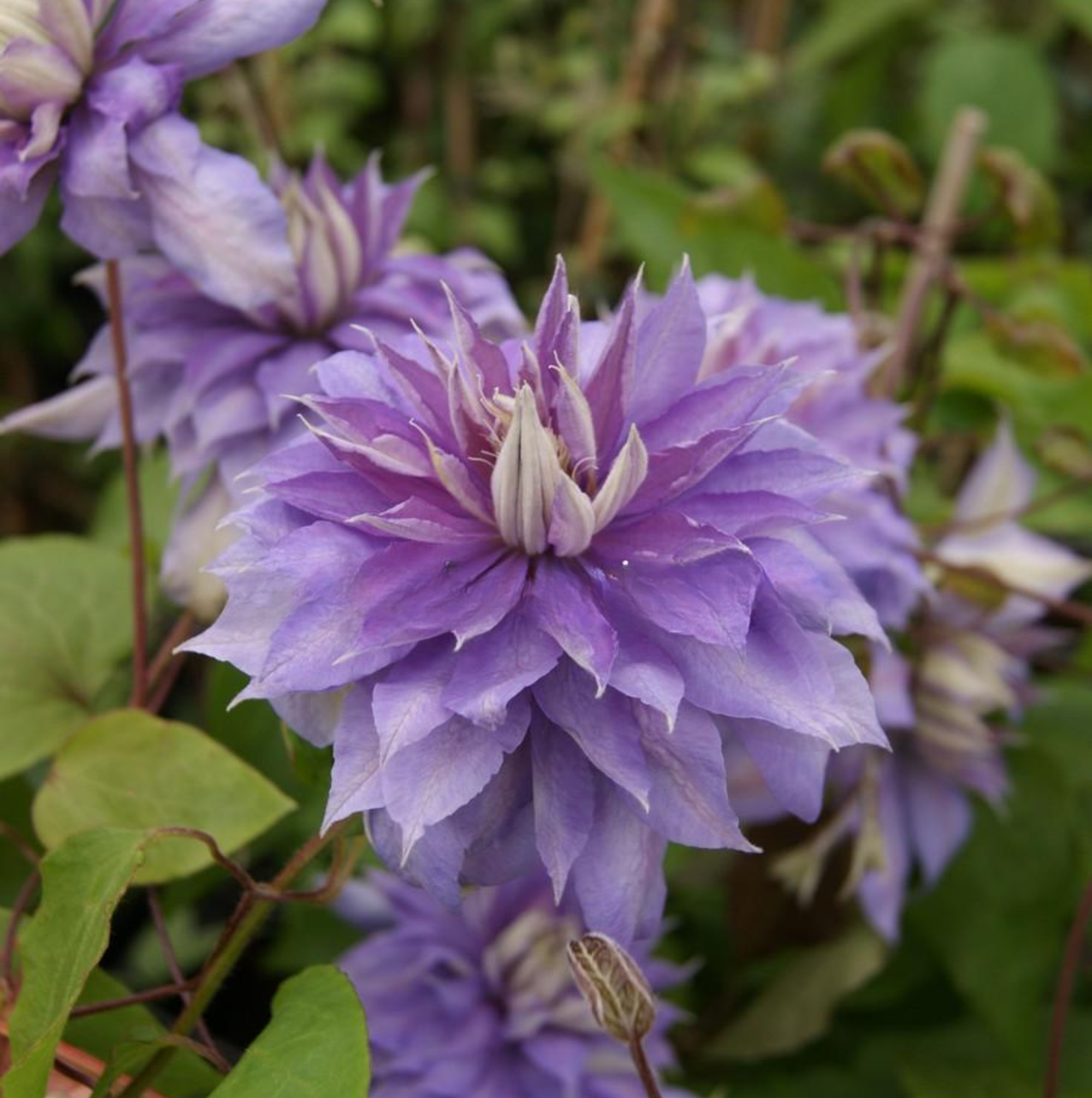 Clematis Countess of Lovelace