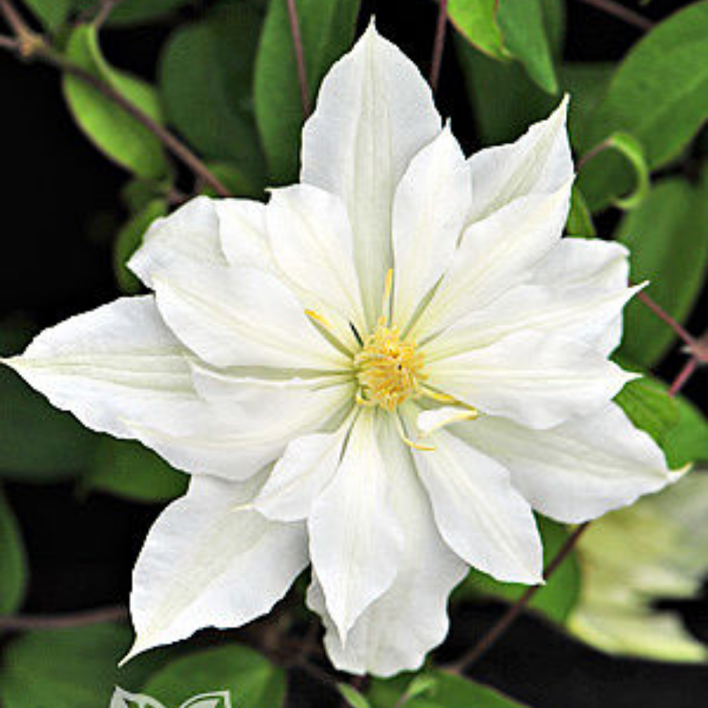 Clematis Halina Noll - 1 | YEO