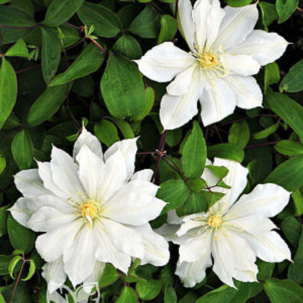 Clematis Halina Noll - 2 | YEO