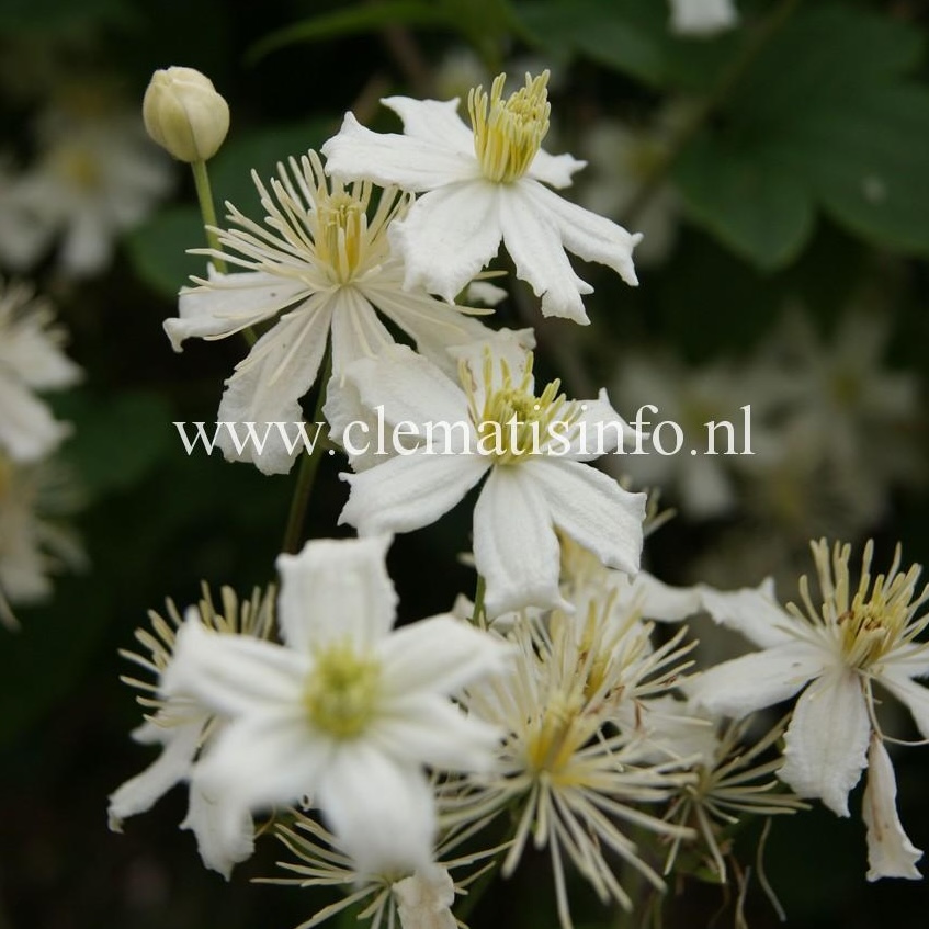Clematis Paul Farges SUMMER SNOW -1