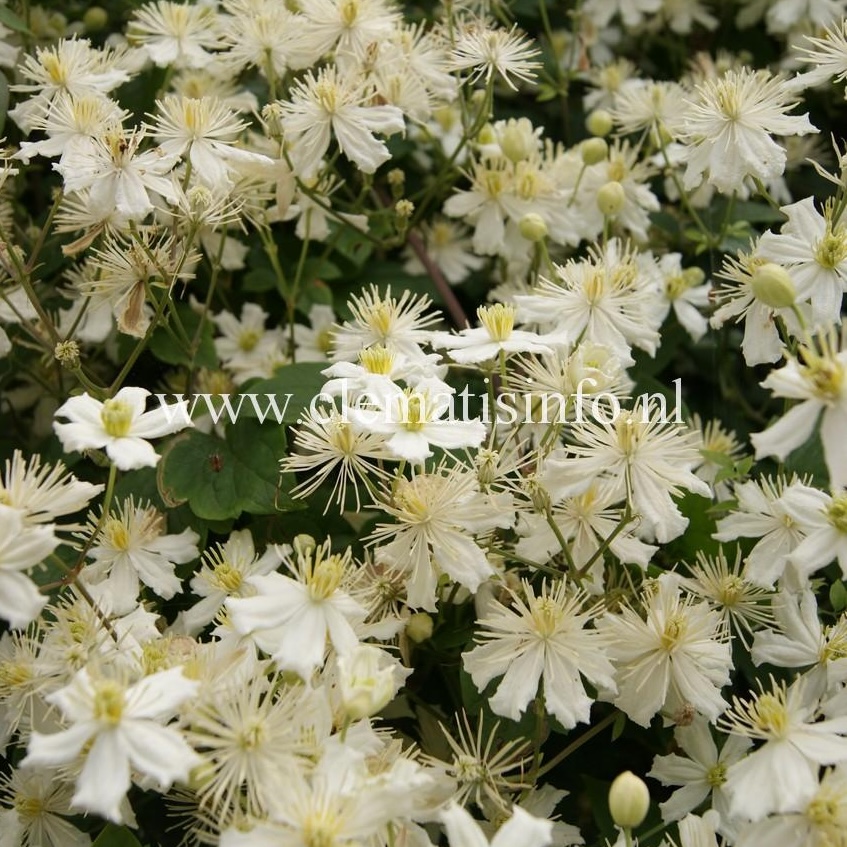 Clematis Paul Farges SUMMER SNOW -2