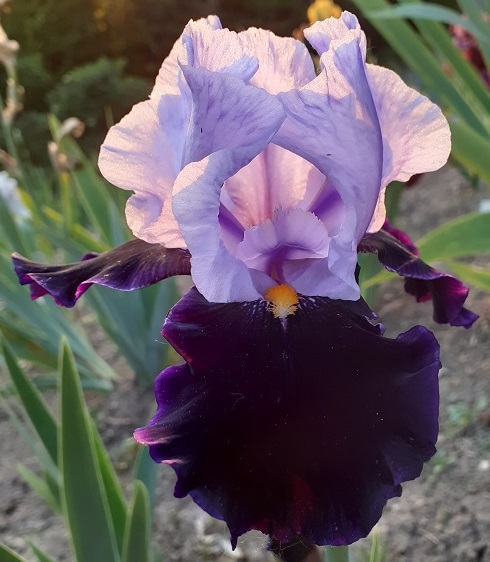 Iris Habit