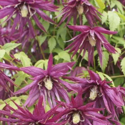 Clematis OCTOPUS