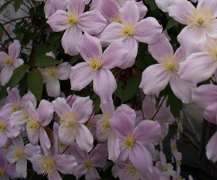 Clematis Montana Pink Perfection