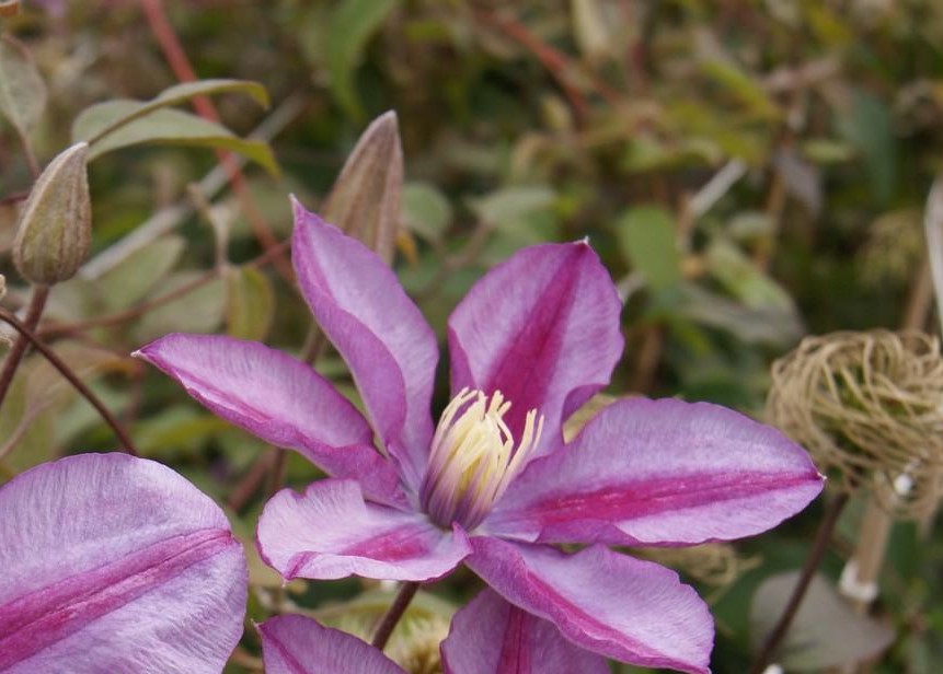 Clematis Walter Pennell