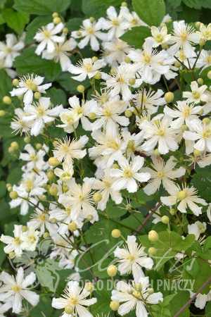clematis_paul_farges.jpg