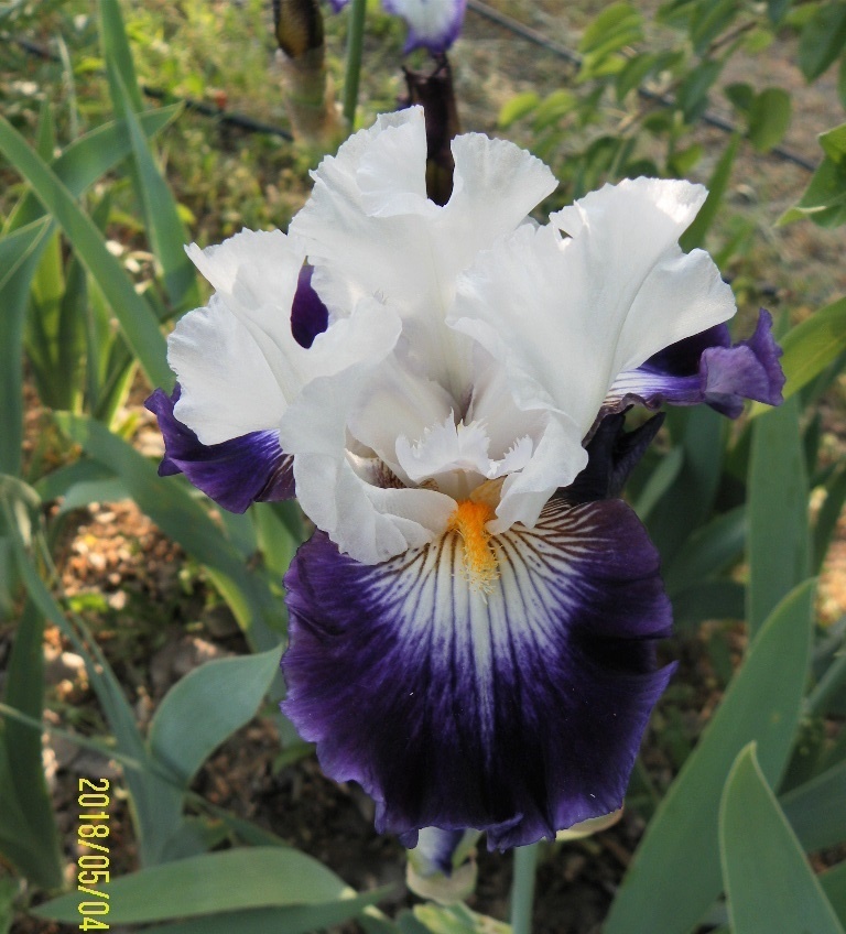 Iris Dancing Star