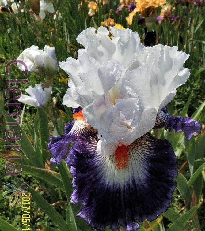 Iris Gypsy Lord