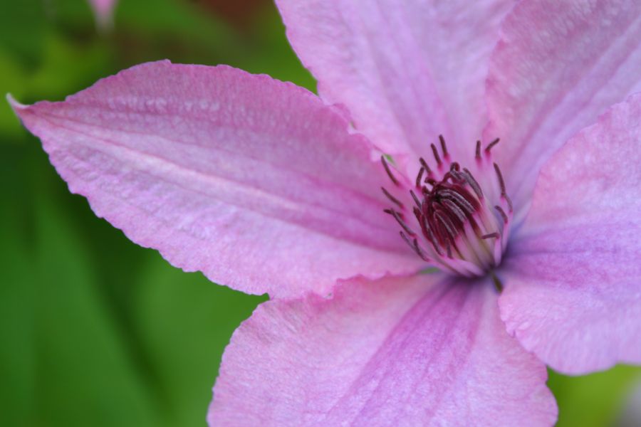 Clematis Hagley Hybrid