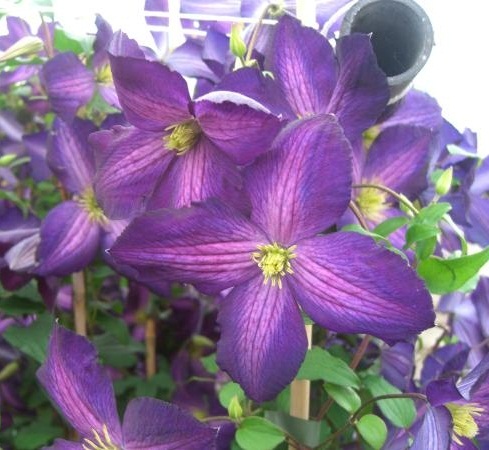 Clematis Jackmanii Purpurea - 1 | YEO
