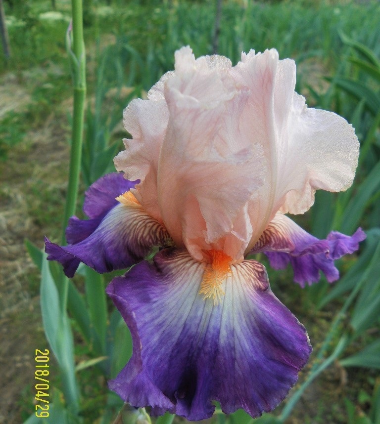 Iris Koi