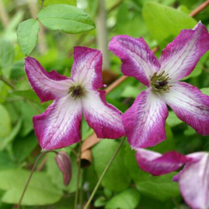 Clematis Minuet