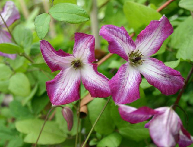 Clematis Minuet