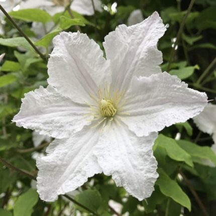 Clematis Prince George