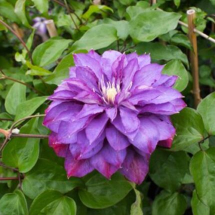 Clematis Walter Pennell