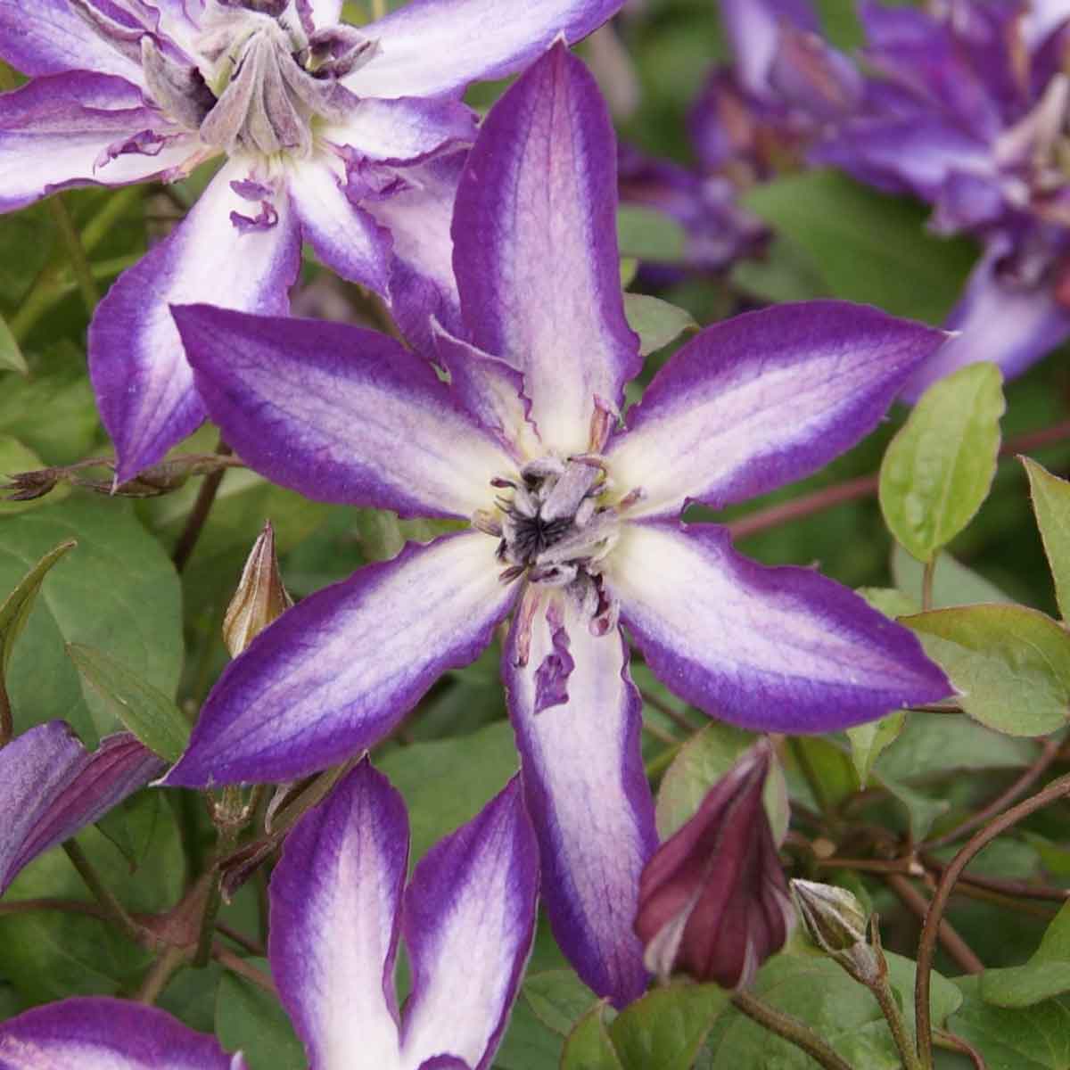 Clematis ASTRA NOVA