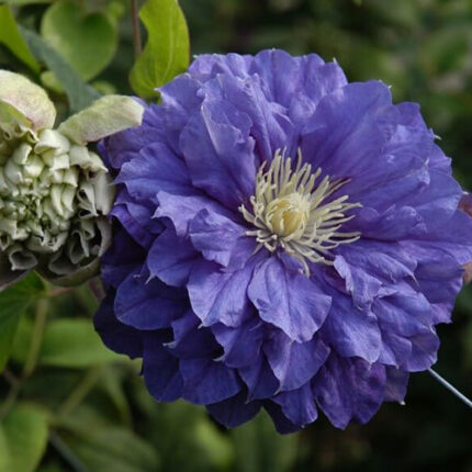 Clematis Kiri Te Kanawa
