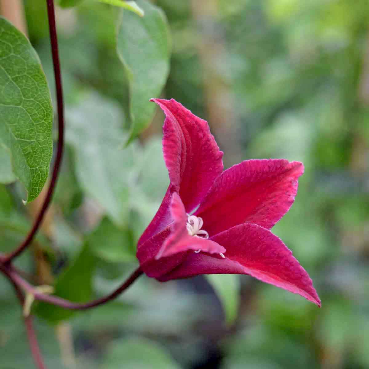 Clematis Princess Diana - 1 | YEO