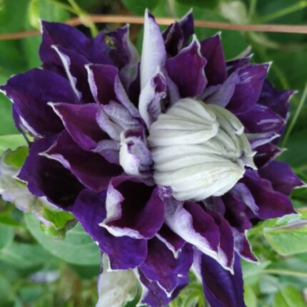 Clematis Shin-shigyoku