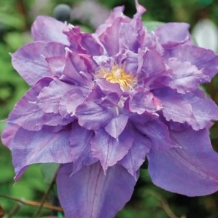 Clematis Vyvyan Pennell