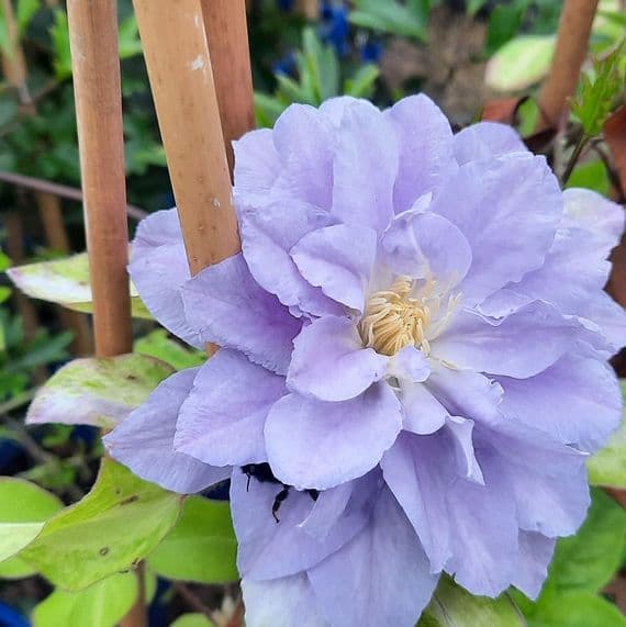 Clematis Azure Ball