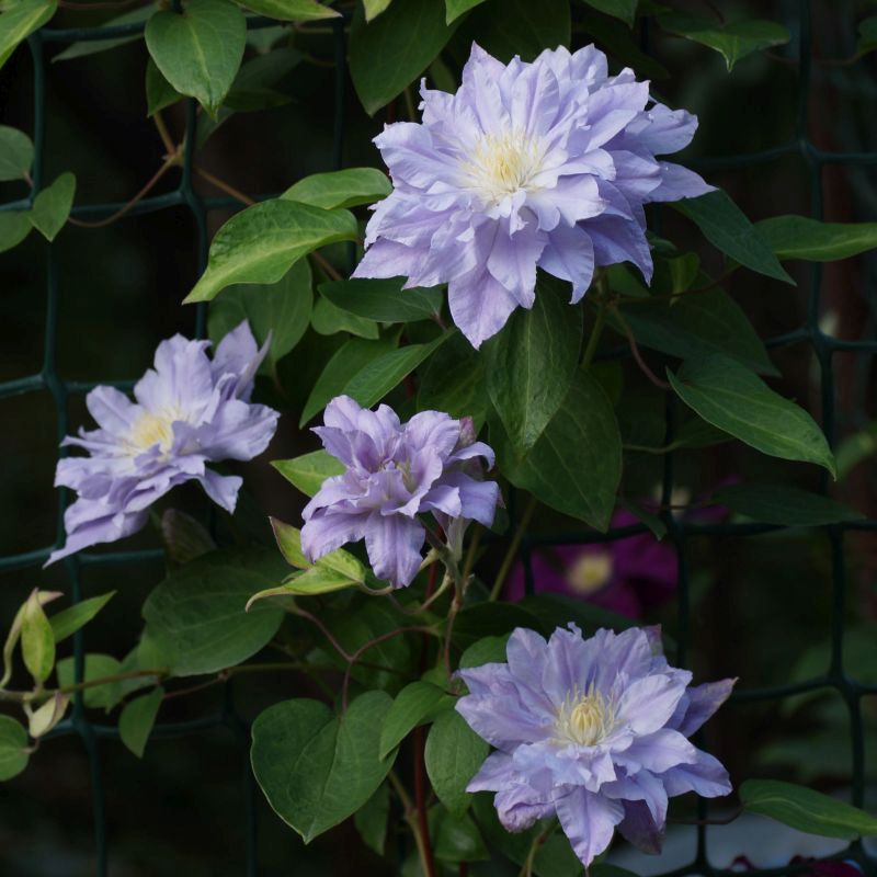 Clematis Azure Ball - 1 | YEO