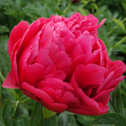 Bujor Raspberry Charm