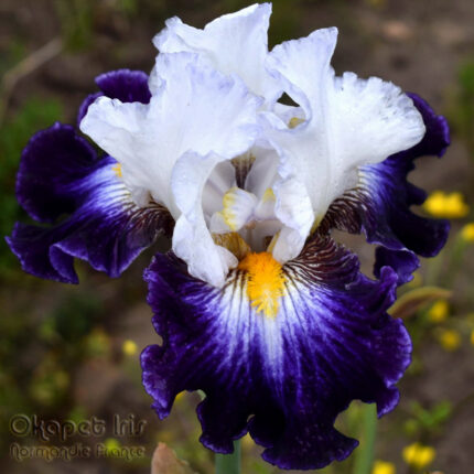 Iris Faience de Gien