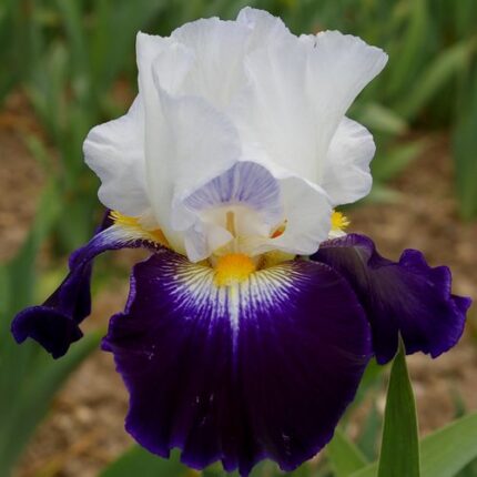 Iris Noctambule