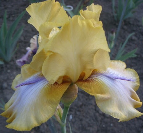 Iris Triple Whammy