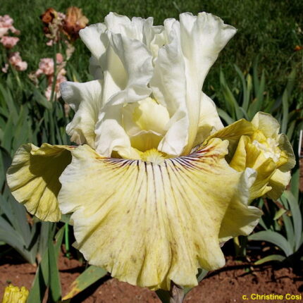 Iris Fancy A Flutter