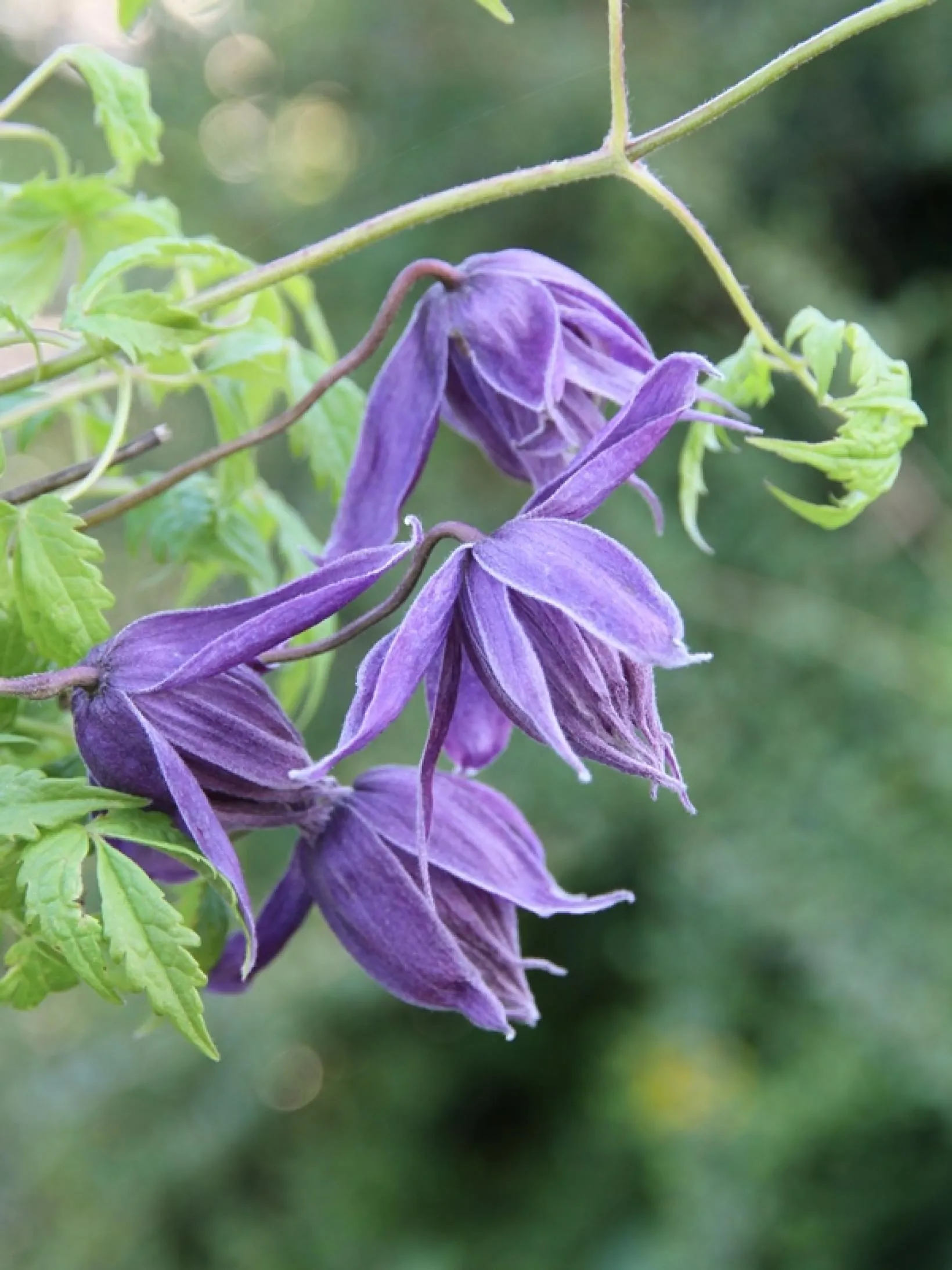 Clematis Eximia - 1 | YEO