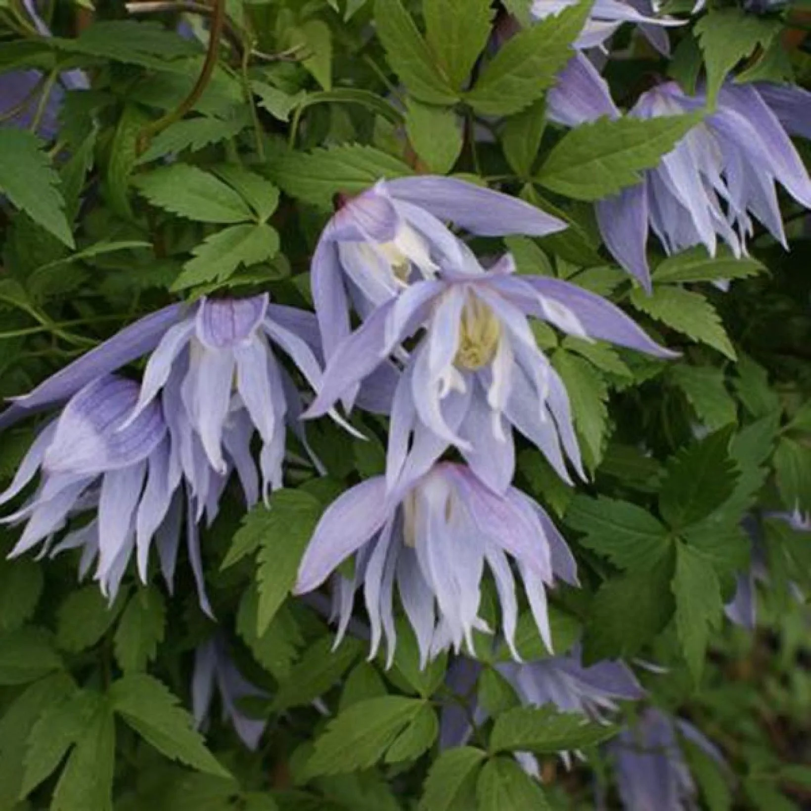 Clematis Eximia