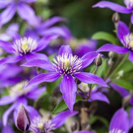 Clematis STELLA BELLA ’Zo23005’