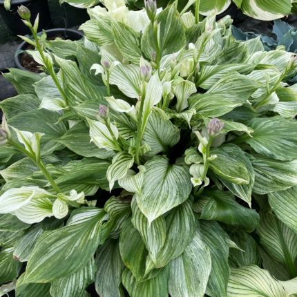 Hosta Zebra Stripes