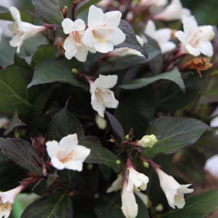 Weigela EBONY AND IVORY