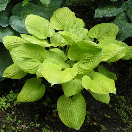 Hosta Banana Kid