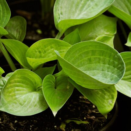 Hosta Cup of Joy