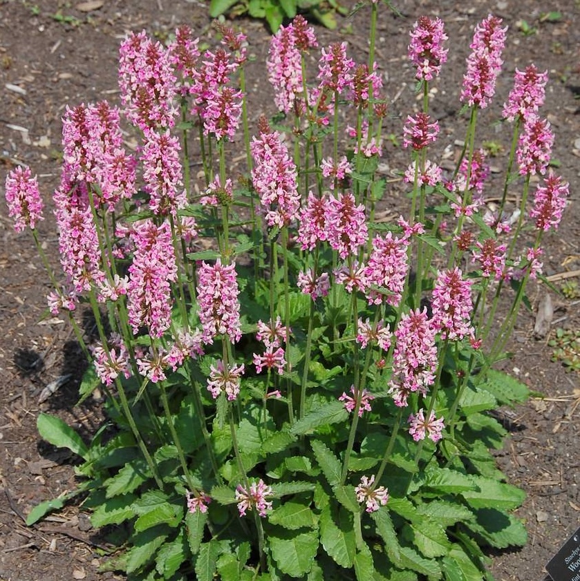 Betonica officinalis Pink Cotton Candy-3
