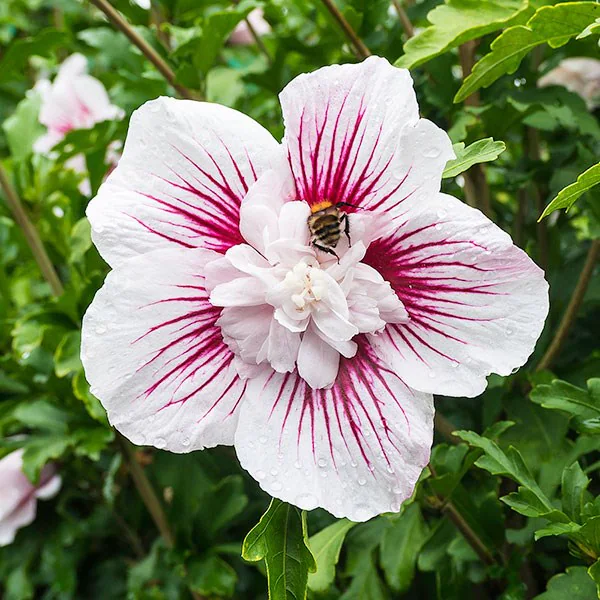 Hibiscus syriacus STARBURST CHIFFON \'Rwoods6\' - 2 | YEO
