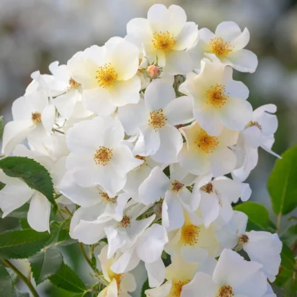 Trandafir Kew Gardens (Ausfence)