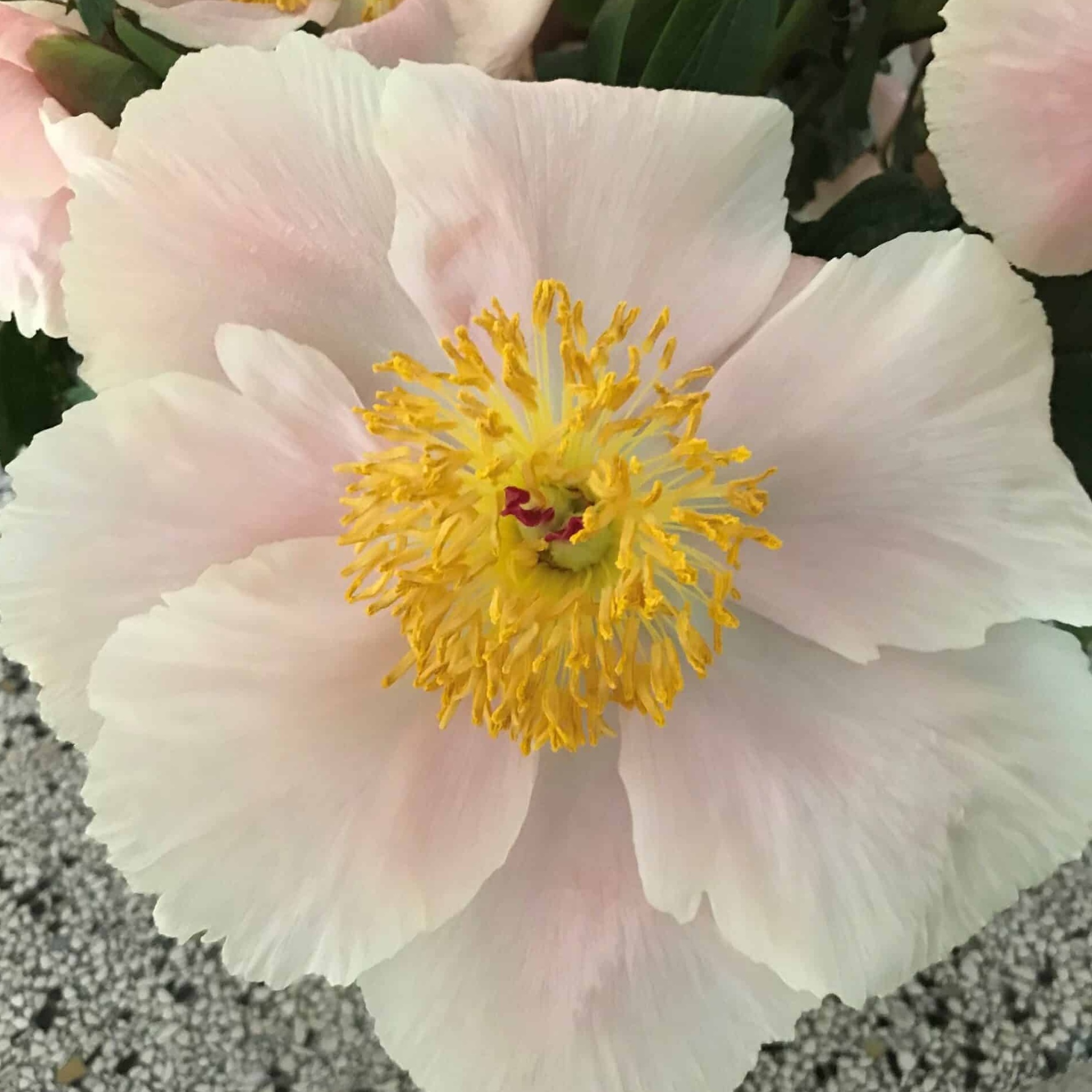 Bujor Apricot Whisper-1